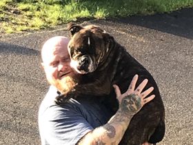 Min trofaste følgesvend Bøffen. Hun er min Old English Bulldog på 6 år. Der er sket lidt siden start på keto, her er kampvægten over 130 kg.