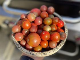 Dejlige friske tomater fra drivskuret. Det er mest små tomater jeg har brugt, i forskellige sorter.