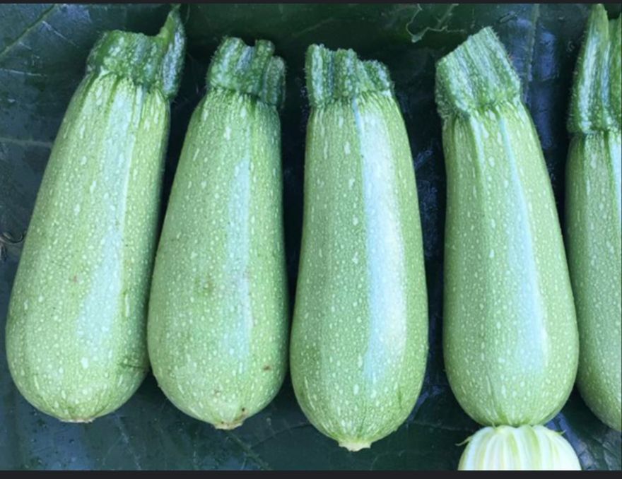 Dette er de zucchini der hedder mexicana grey zucchini og er fundeet hos de undenlanske grønthandler.
